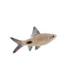 Rihmabarbi, 4-6 cm Dawkinsia filamentosa