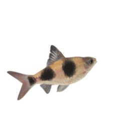 Arulius Barb 6-8CM Dawkinsia arulius