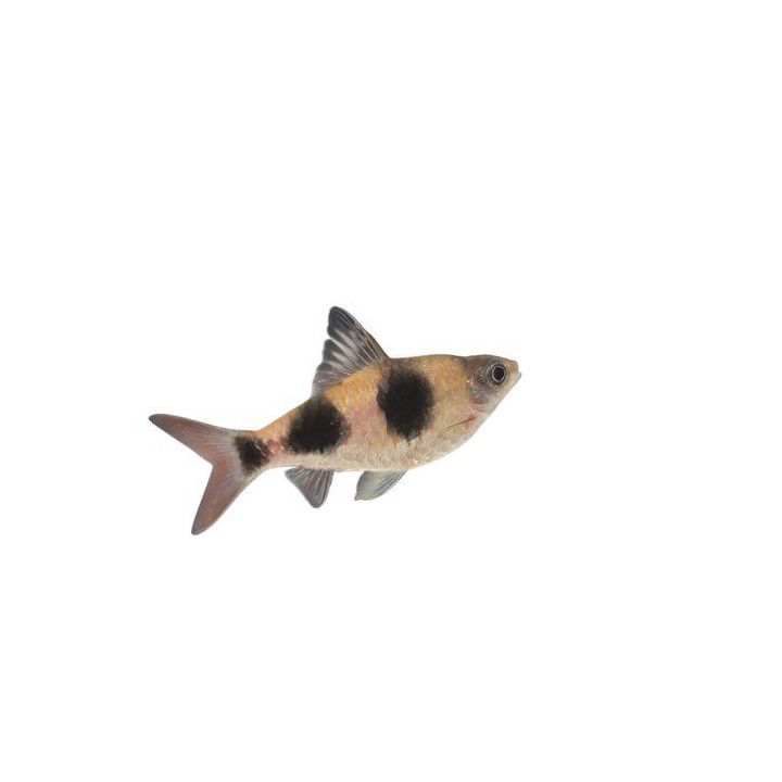 Laikkurihmabarbi, 6-8 cm Dawkinsia arulius