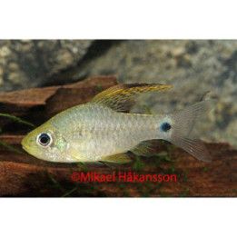 Oreichthys crenuchoides, luonnonvarainen Drape Fin Barb