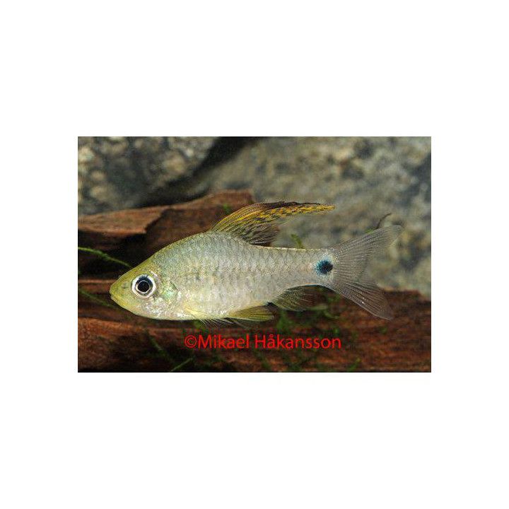Oreichthys crenuchoides, luonnonvarainen -