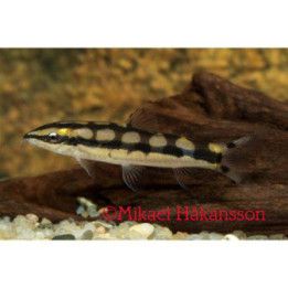 Kääpiönuoliainen 3-4 cm -