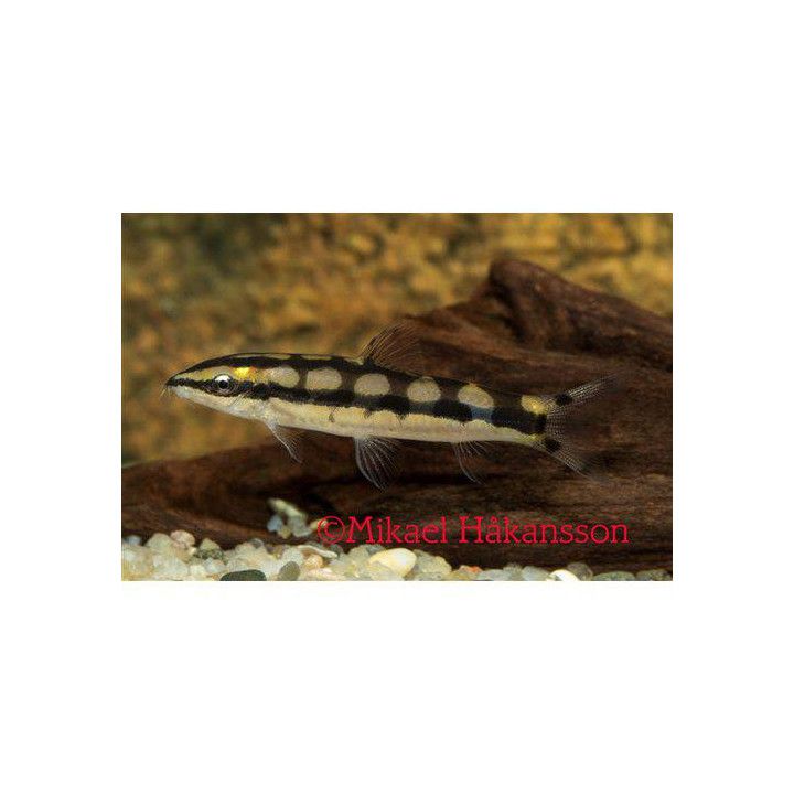 Kääpiönuoliainen 3-4 cm -