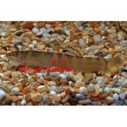 Sumonuoliainen, Schistura balteata 5-7 cm -