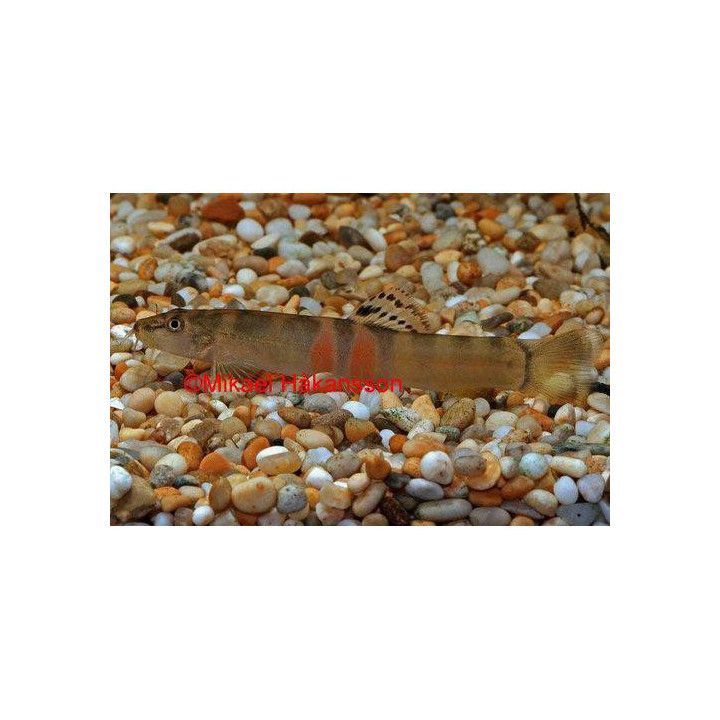 Sumonuoliainen, Schistura balteata 5-7 cm -