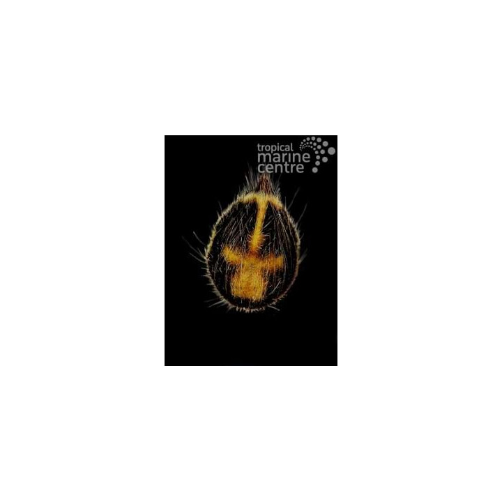 Maretia planulata - Sea Mouse Urchin