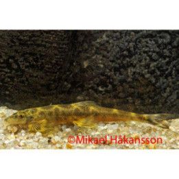 Annamia normani, luonnonvarainen 6-8 cm