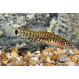 Micronemacheilus cruciatus, luonnonvarainen 3-4 cm -