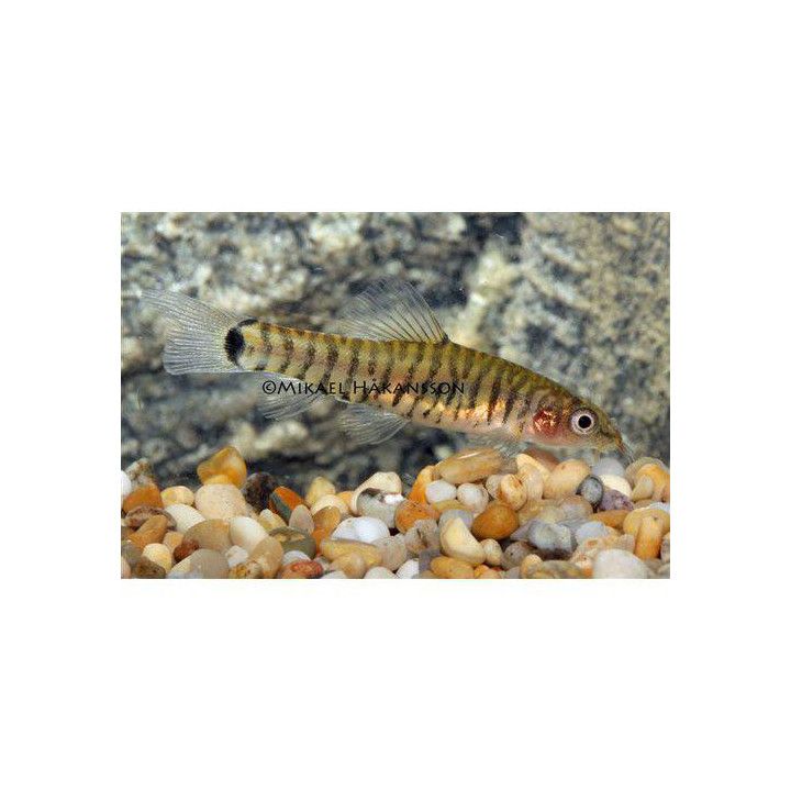 Micronemacheilus cruciatus, luonnonvarainen 3-4 cm -