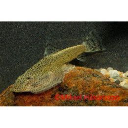 Beaufortia leveretti, 4-5 cm