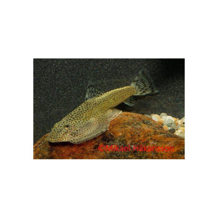 Beaufortia leveretti, 4-5 cm