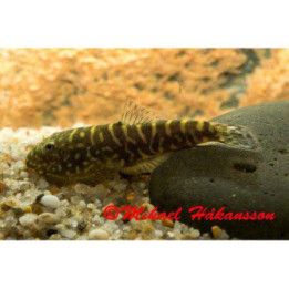 Gastromyzon zebrinus 4-5 cm -