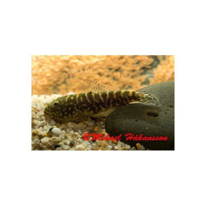 Gastromyzon zebrinus 4-5 cm -