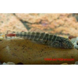 Gastromyzon sp, redtail sk02 -