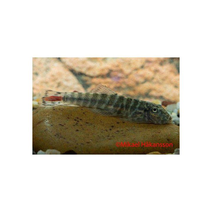 Gastromyzon sp, redtail sk02 -