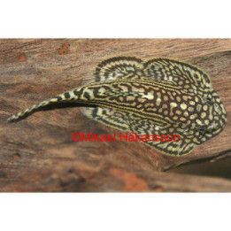 Juovaimunuoliainen, luonnonvarainen 4-6 cm Sewellia lineolata