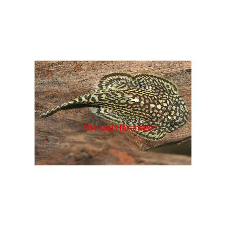 Juovaimunuoliainen, luonnonvarainen 4-6 cm Sewellia lineolata