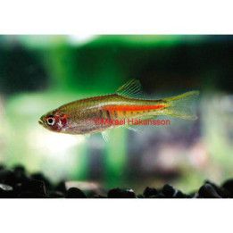 Rubiiniseeprakala, Danio choprae, Celestichthys choprae