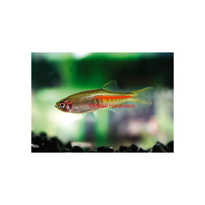 Rubiiniseeprakala, Danio choprae, Celestichthys choprae