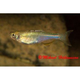 Blå Danio 3-4CM Brachydanio albolineata