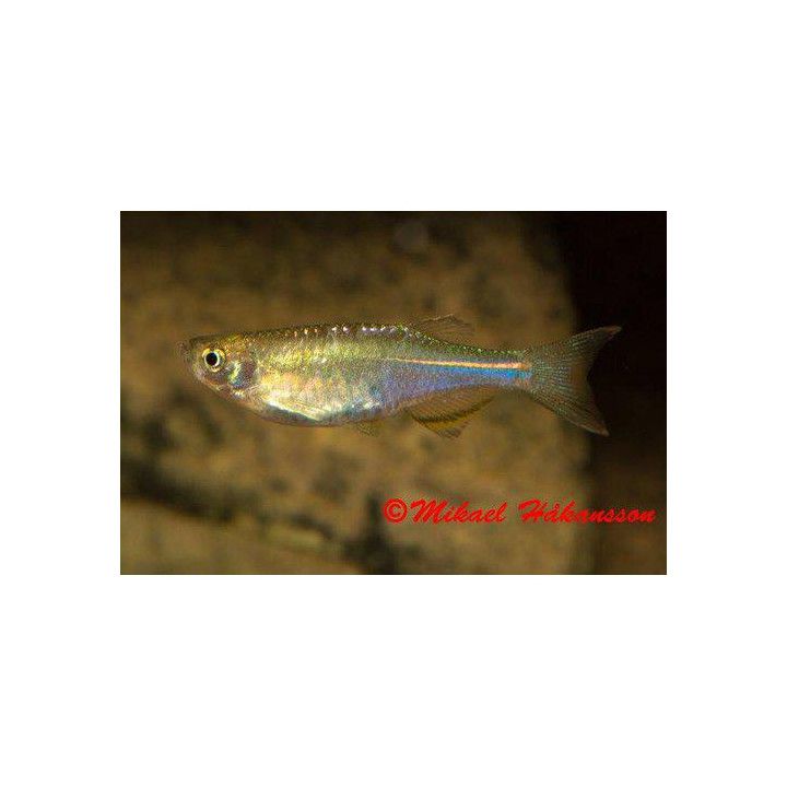 Hohtoseeprakala 3-4 cm Brachydanio albolineata