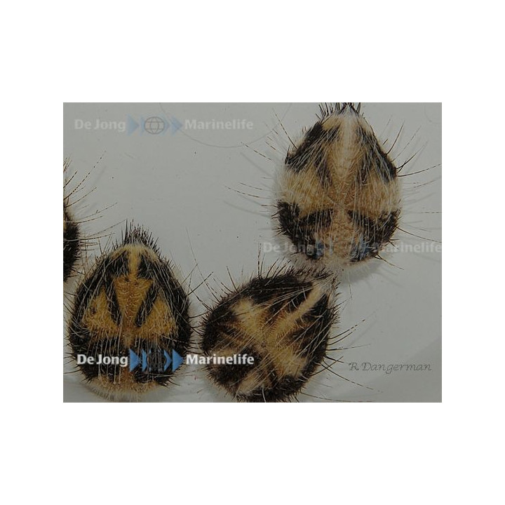 Maretia planulata - Sea Mouse Urchin