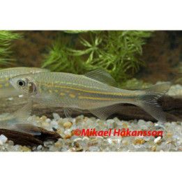 Turkoosiseeprakala, Devario aequipinnatus, 4-6 cm -