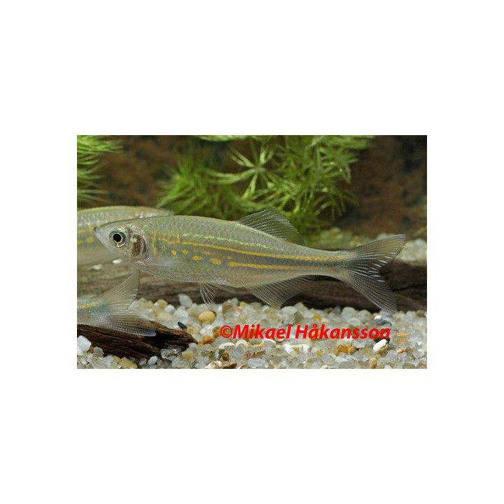 Jättedanio 4-6CM Devario aequipinnatus
