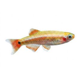 Kardinaalikala, kulta 2-3 cm Tanichthys albonubes