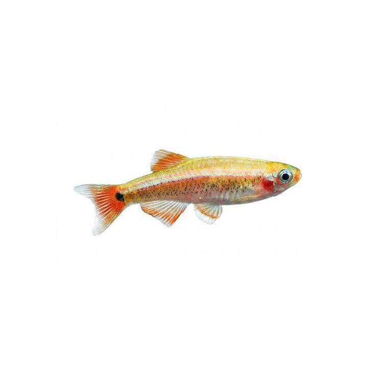 Kardinalfisk Guld 2-3CM (Tanichthys albonubes)