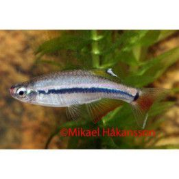 Dvärgkardinalfisk Vf Tanichthys micagemmae
