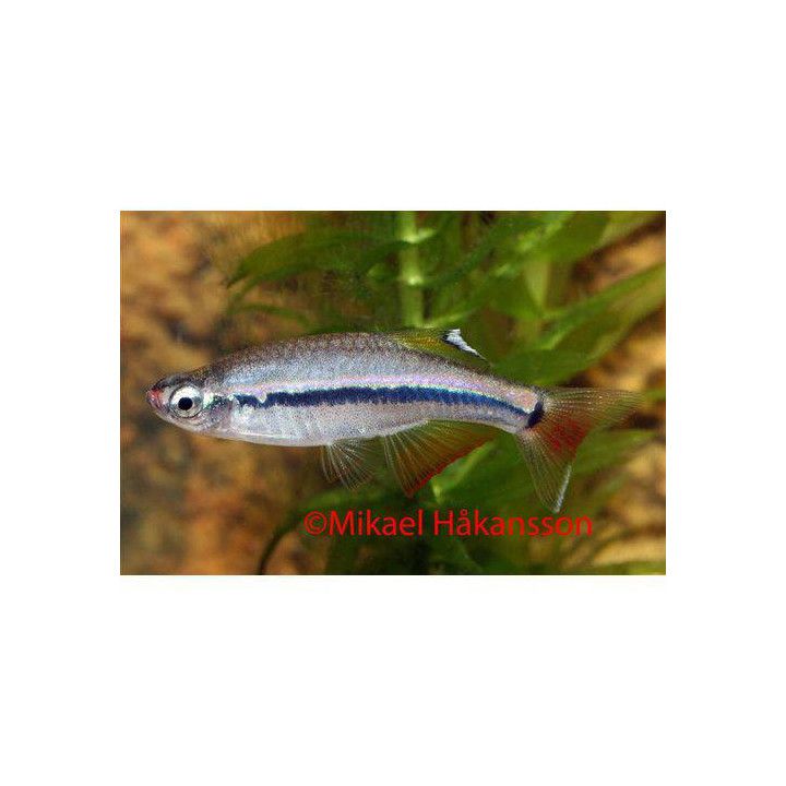 Juovakardinaalikala (Tanichthys micagemmae) luonnonvarainen