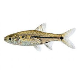 Rasbosoma spilocerca 2-3 cm