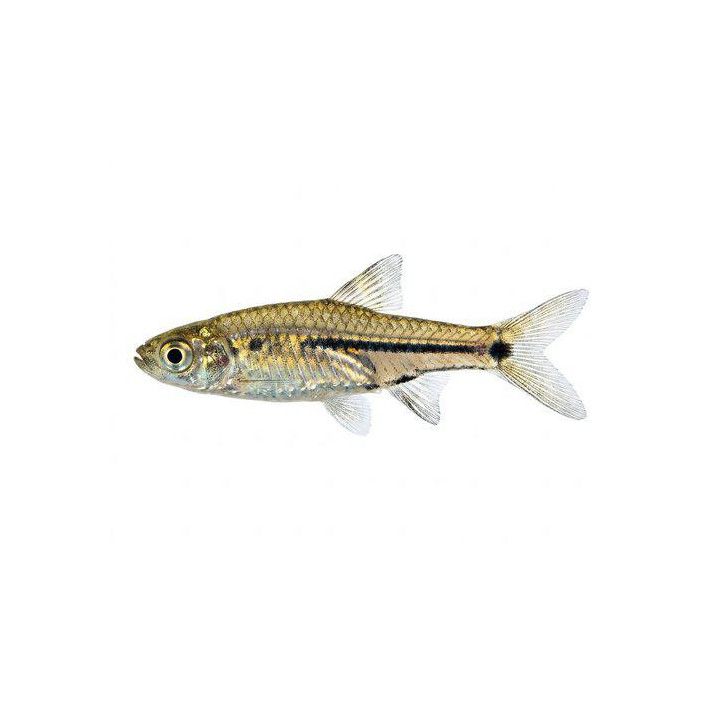 Juovaminirasbora 2-3 cm -