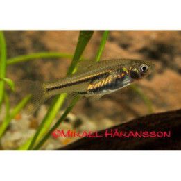 Hehkukiilakylki, kasvatettu, 2-2,5 cm Trigonostigma somphongsi
