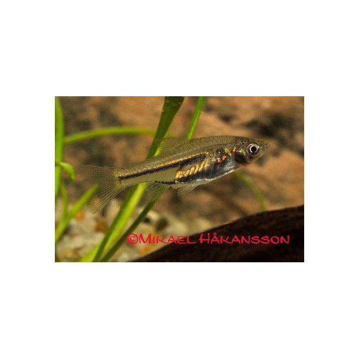 Hehkukiilakylki, kasvatettu, 2-2,5 cm Trigonostigma somphongsi