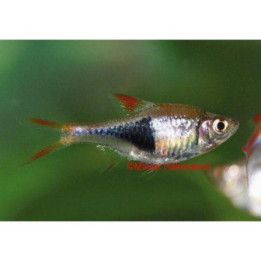 Kiilakylki 2-3 cm (Rasbora heteromorpha) Trigonostigma heteromorpha