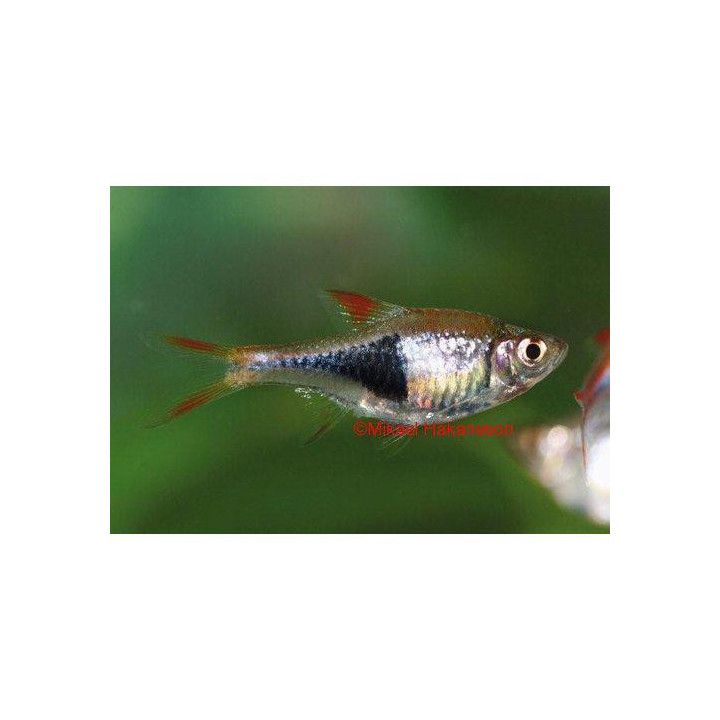 Kiilakylki 2-3 cm (Rasbora heteromorpha) Trigonostigma heteromorpha