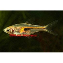 Hengeli Rasbora Trigonostigma hengeli