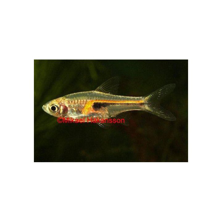 Trigonostigma hengeli