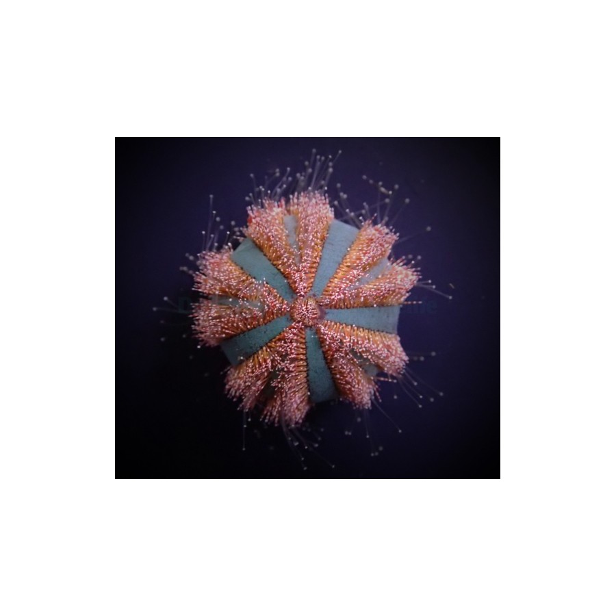 Mespilia globulus - Spineless Urchin - Red/Blue