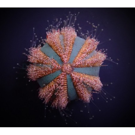 Mespilia globulus - Spineless Urchin - Red/Blue