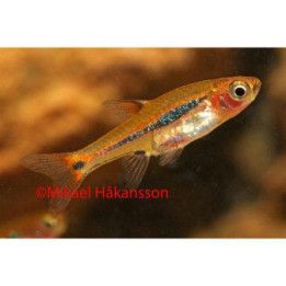 Juovaminirasbora luonnonvarainen 1-2 cm Boraras urophthalmoides