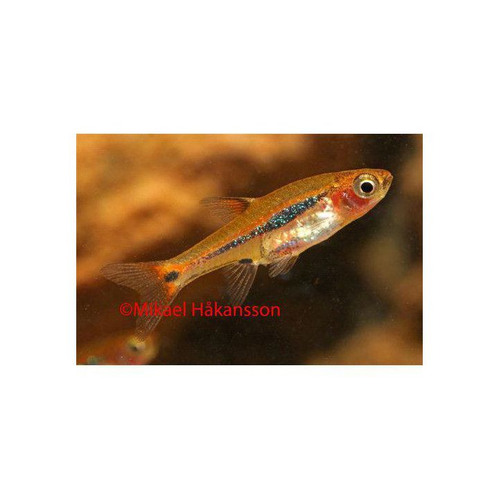 Juovaminirasbora luonnonvarainen 1-2 cm Boraras urophthalmoides