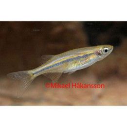 Laubuka dadiburjori, Neochela dadiburjori,  2-3 cm