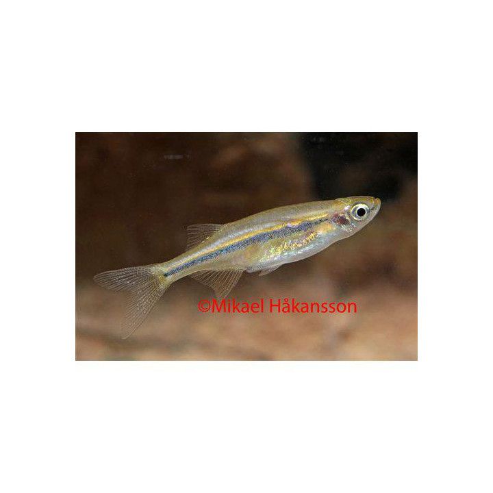 Hehkukölibarbi, Laubuka dadiburjori, Neochela dadiburjori, Dadio, 2-3 cm