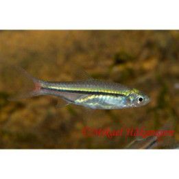 Punapyrstörasbora 2-3 cm Rasbora borapetensis
