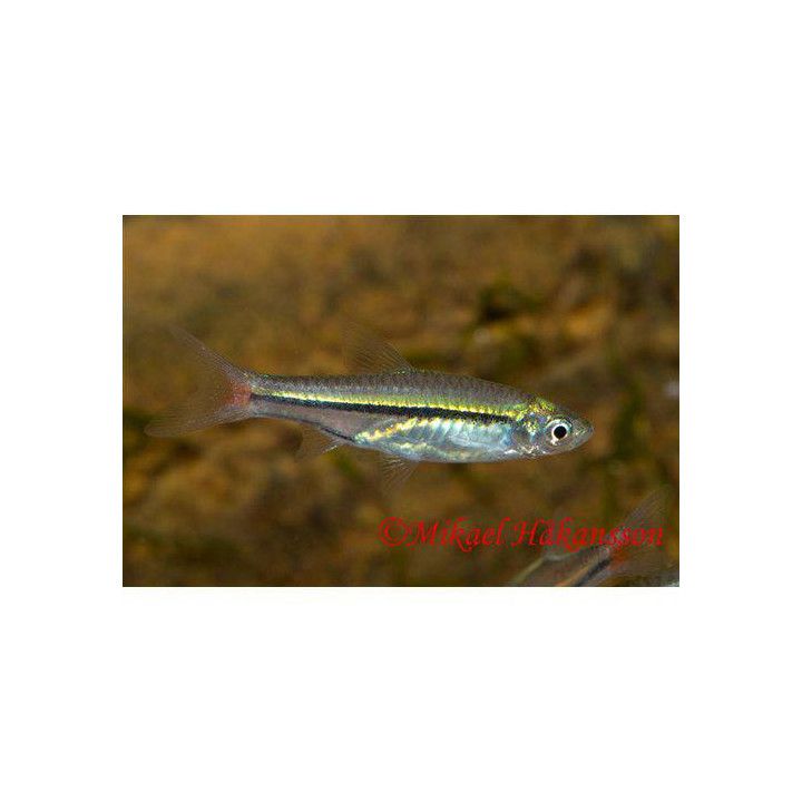 Rasbora borapetensis Red-tailed Rasbora 2-3 cm