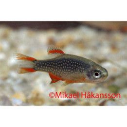 Helmiseeprakala 1-2 cm Danio margaritatus