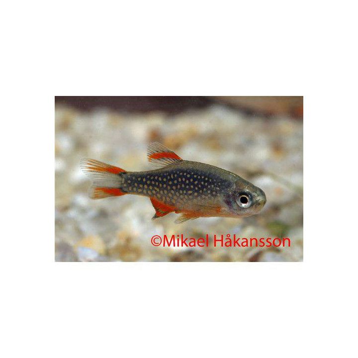 Galaxyrasbora 1-2CM Danio margaritatus